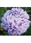 Aster Kasımpatı (Krizantem) Lavanta Renkli - 20 Tohum
