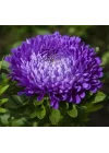 Aster Kasımpatı (Krizantem) Mavi Renkli - 20 Tohum