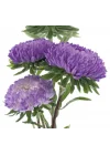 Aster Kasımpatı (Krizantem) Mavi Renkli - 20 Tohum