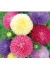 Aster Kasımpatı (Krizantem) Mavi Renkli - 20 Tohum