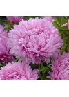Aster Kasımpatı (Krizantem) Pembe Renkli - 20 Tohum