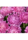 Aster Kasımpatı (Krizantem) Pembe Renkli - 20 Tohum