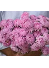 Aster Kasımpatı (Krizantem) Pembe Renkli - 20 Tohum