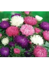 Aster Kasımpatı (Krizantem) Pembe Renkli - 20 Tohum