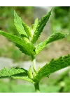 ATA TOHUMU YERLİ ANADOLU NANESİ 0.1 GRAM TOHUM