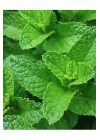 ATA TOHUMU YERLİ ANADOLU NANESİ 0.1 GRAM TOHUM