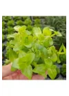 Bacopa Lanigera Saksı Canlı Bitki