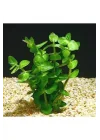 Bacopa Lanigera Saksı Canlı Bitki