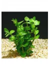 Bacopa Lanigera Saksı Canlı Bitki