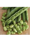 BAKLA (ÇOKLU TOHUM) - 50 Gram