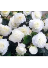 Begonya Tohumu (Katmerli) Beyaz Renkli - 5 Tohum