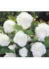 Begonya Tohumu (Katmerli) Beyaz Renkli - 5 Tohum