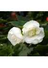 Begonya Tohumu (Katmerli) Beyaz Renkli - 5 Tohum