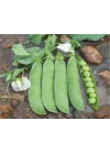 Bezelye Tohumu - Aksel 10 gr