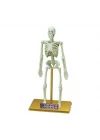 Mey İthalat® Bilim Seti : İnsan İskeleti