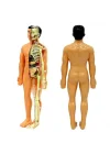 Mey İthalat® The Human Body İnsan Vücudu 3D Eğitim Seti 3302