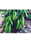 Biber Cin Tohumu - Aksel 10 gr