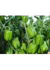 Biber Dik dolma Tohumu - Aksel 10 gr