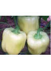 Biber Hatun Tohumu - Aksel 10 gr