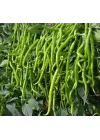 BİBER KIL ACI (ÇOKLU TOHUM) - 5 Gram