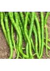 BİBER KIL TATLI (ÇOKLU TOHUM) - 5 Gram