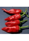 BİBER MARAŞ (ÇOKLU TOHUM) - 5 Gram