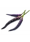 BİBER SÜS MOR (ÇOKLU TOHUM) - 3 Gram