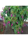 Bicolor Mixed Akşam Sefası Çiçeği Tohumu(20