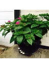 Bicolor Mixed Akşam Sefası Çiçeği Tohumu(20