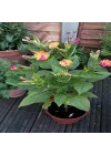 Bicolor Mixed Akşam Sefası Çiçeği Tohumu(20