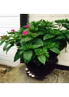 Bicolor Mixed Akşam Sefası Çiçeği Tohumu(20