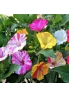 Bicolor Mixed Akşam Sefası Çiçeği Tohumu(20