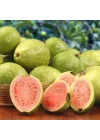 Bodur Pembe Guava Fidanı, Saksıda