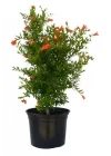 Bodur Süs Narı, 30-60 cm, Saksılı, Çiçekli Bodur Bitkiler, Pomegranate Tree