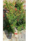 Bodur Süs Narı, 30-60 cm, Saksılı, Çiçekli Bodur Bitkiler, Pomegranate Tree