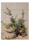 Bodur Süs Narı, 30-60 cm, Saksılı, Çiçekli Bodur Bitkiler, Pomegranate Tree
