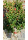 Bodur Süs Narı, 30-60 cm, Saksılı, Çiçekli Bodur Bitkiler, Pomegranate Tree