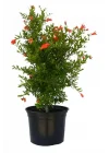 Bodur Süs Narı, 30-60 cm, Saksılı, Çiçekli Bodur Bitkiler, Pomegranate Tree