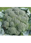 BROKOLİ (ÇOKLU TOHUM) - 3 Gram