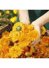 Calendula Organik Pişik Kremi 75 ml