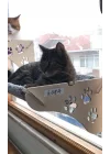Cama Asılan Kedi Yatağı Vantuzlu