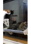 Cama Asılan Kedi Yatağı Vantuzlu