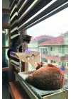 Cama Asılan Kedi Yatağı Vantuzlu