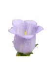 Çan Çiçeği Tohumu (Mini Maviş) Leylak Renkli - 5 Tohum