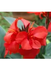 Canna - Tesbih Çiçeği - KIRMIZI (1 Tohum)