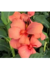 Canna - Tesbih Çiçeği - MANGO (1 Tohum)