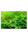 Christmas Moss Cup Canlı Bitki TR-413161