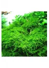 Christmas Moss Cup Canlı Bitki TR-413161