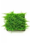 Christmas Moss Cup Canlı Bitki TR-413161