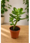 Crassula Feng Shui Para Ağacı Fidanı 10-20 cm